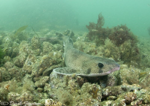 Lesser spotted dog fish. Menai straits. D3, 16mm+2xtc. by Derek Haslam 